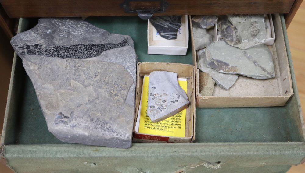 A chest of fossil and shell specimens